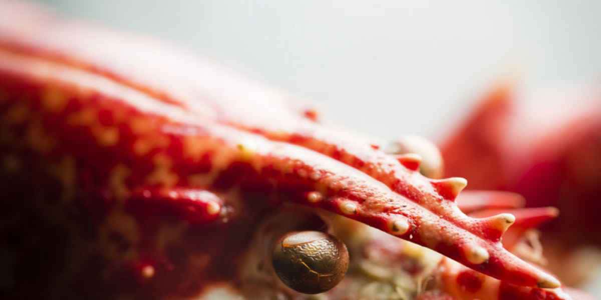 photographe culinaire mer homard regard