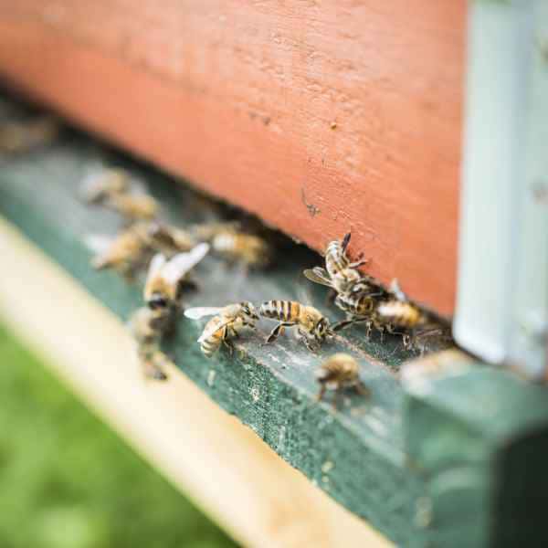 photographe reportage nature societe apiculture campagne abeilles