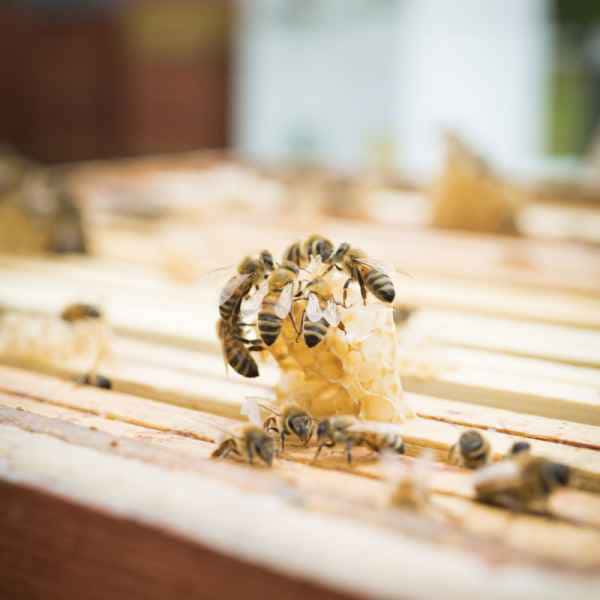photographe reportage nature societe apiculture campagne echange